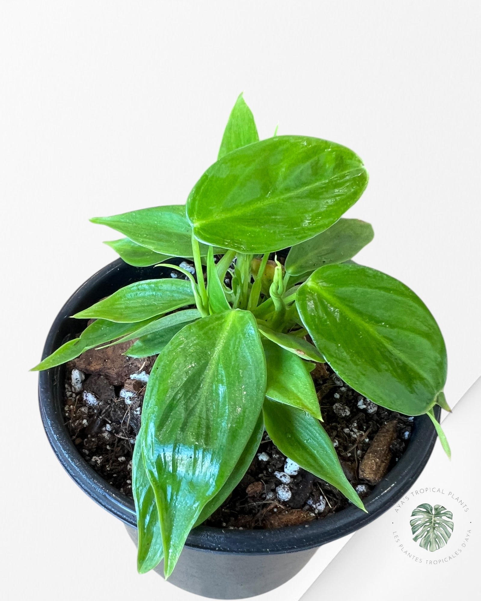 Philodendron Esmeraldense-E