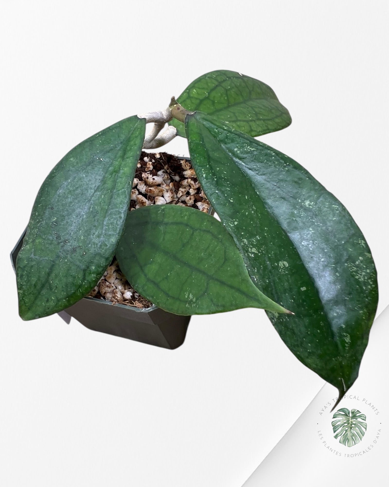 Hoya cv. 'Jennifer' - F8