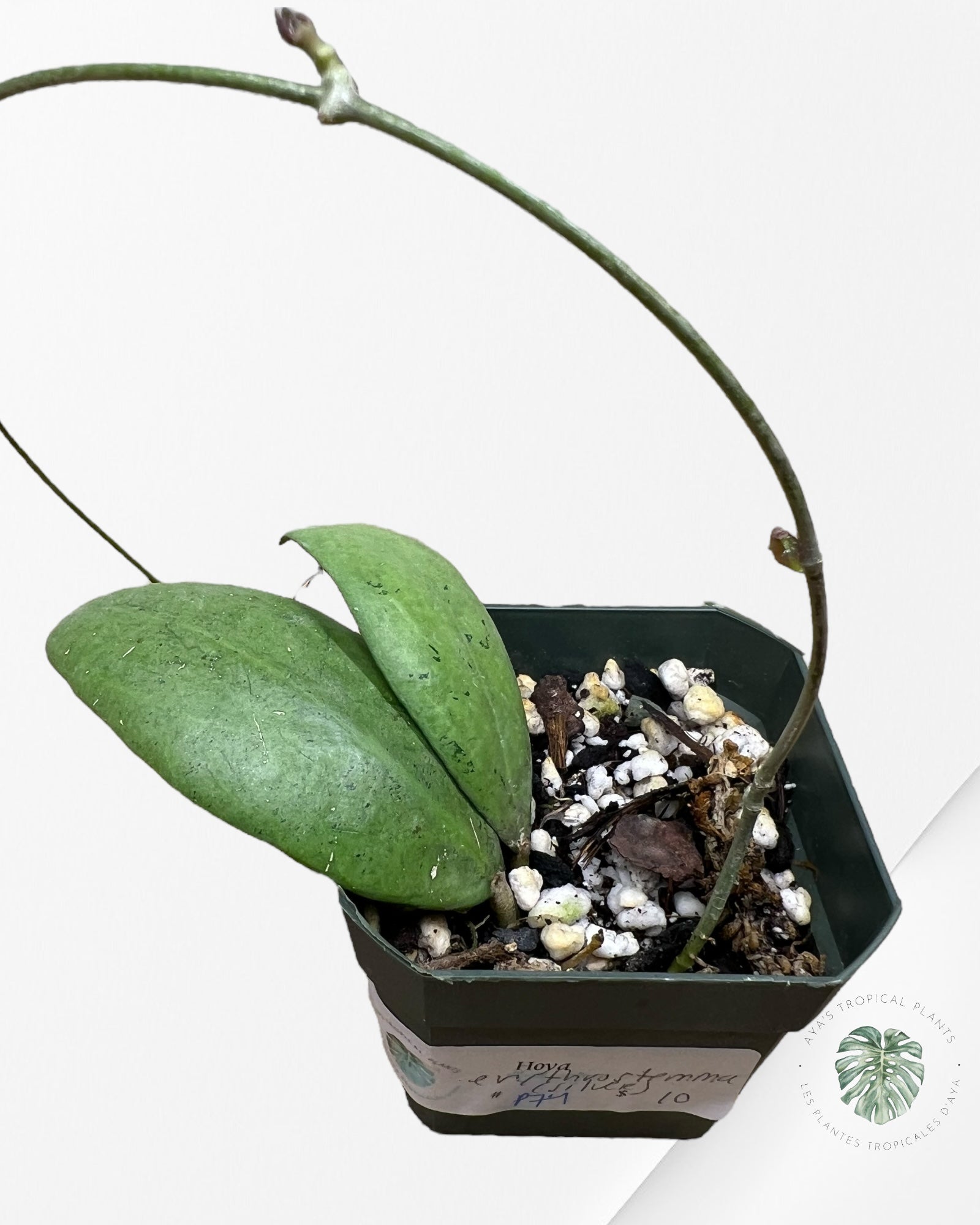Hoya erythrostemma (Silver) - P74