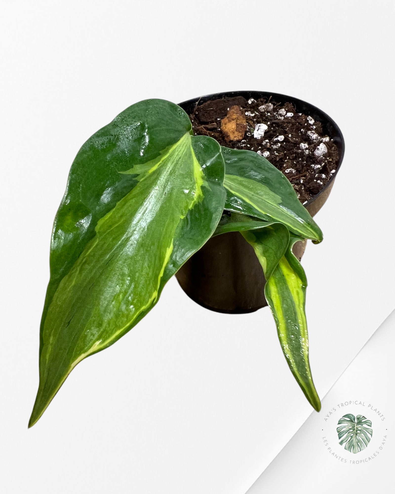 Crème éclaboussée Philodendron - B