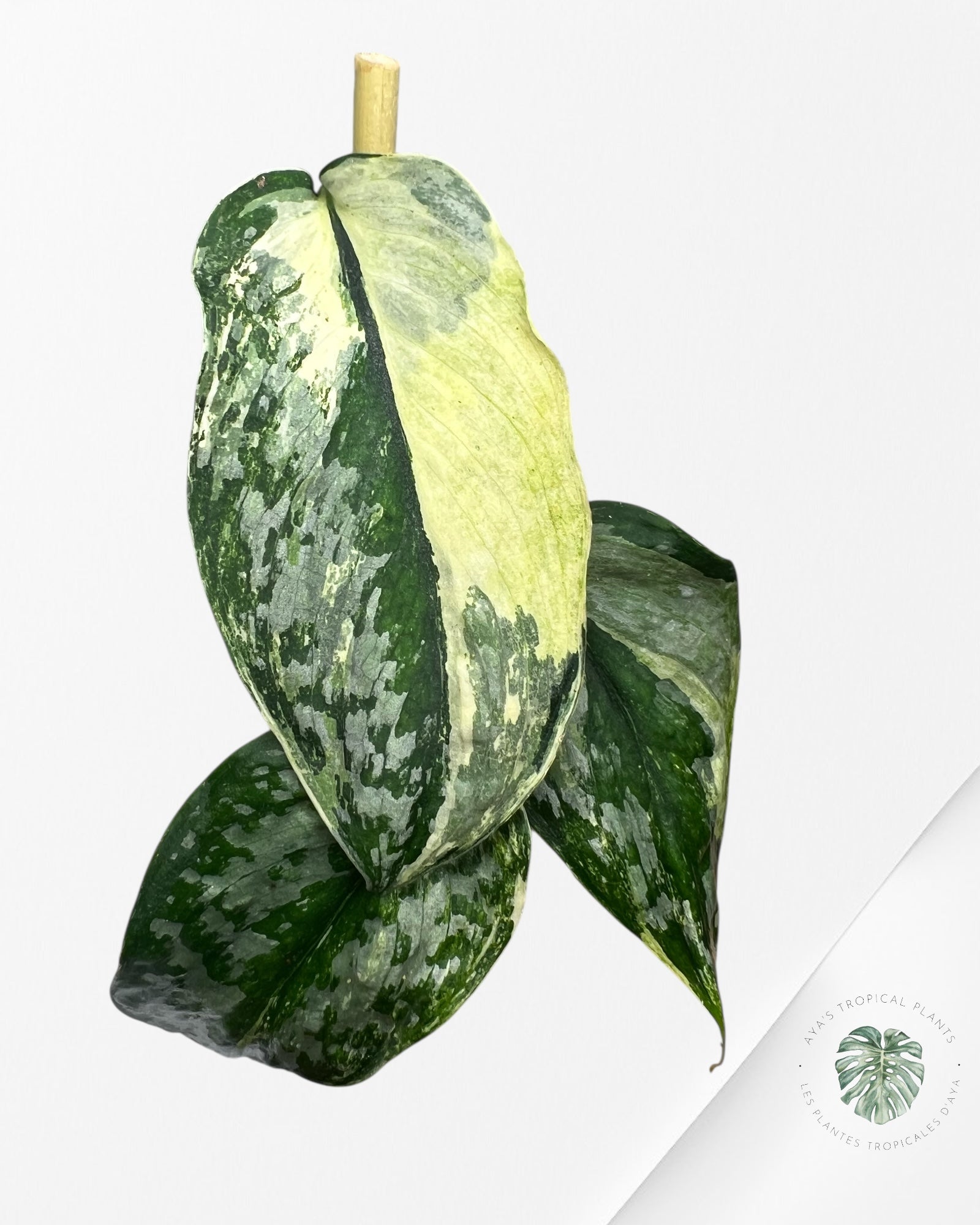 Scindapsus Exotica Tricolore - SET3