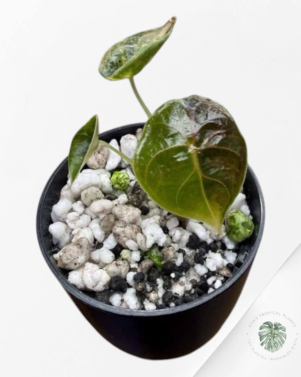 Alocasia Azlanii Gold / Aurea