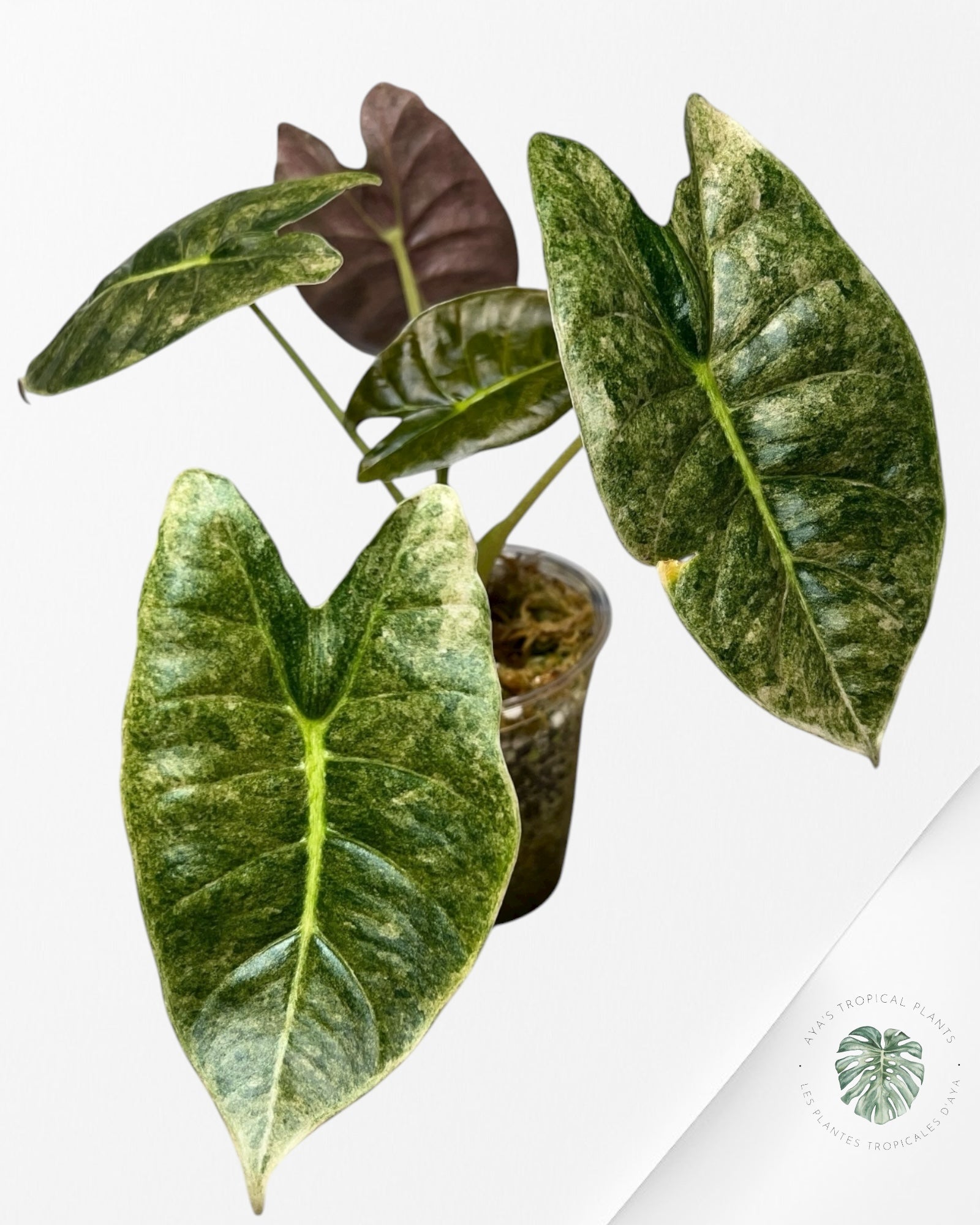 Alocasia Golden Bone Pink Splash