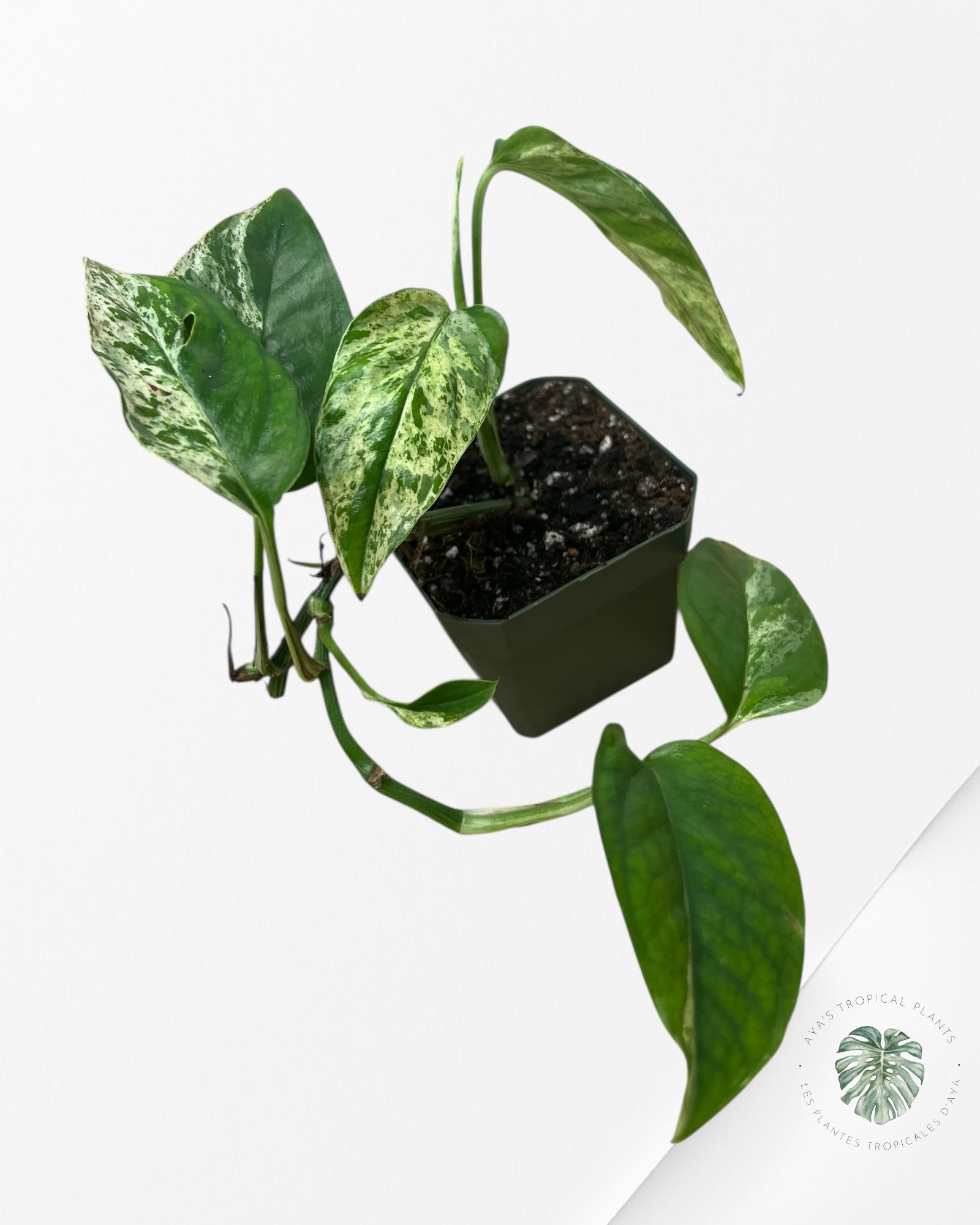 Marbre Epipremnum Pinnatum - E6