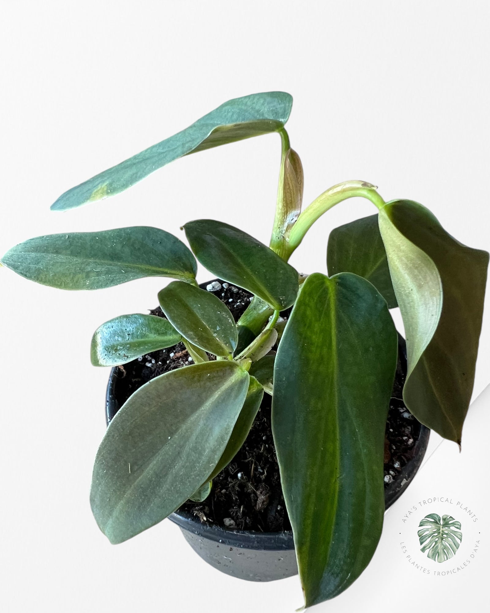 Philodendron Gigas-A