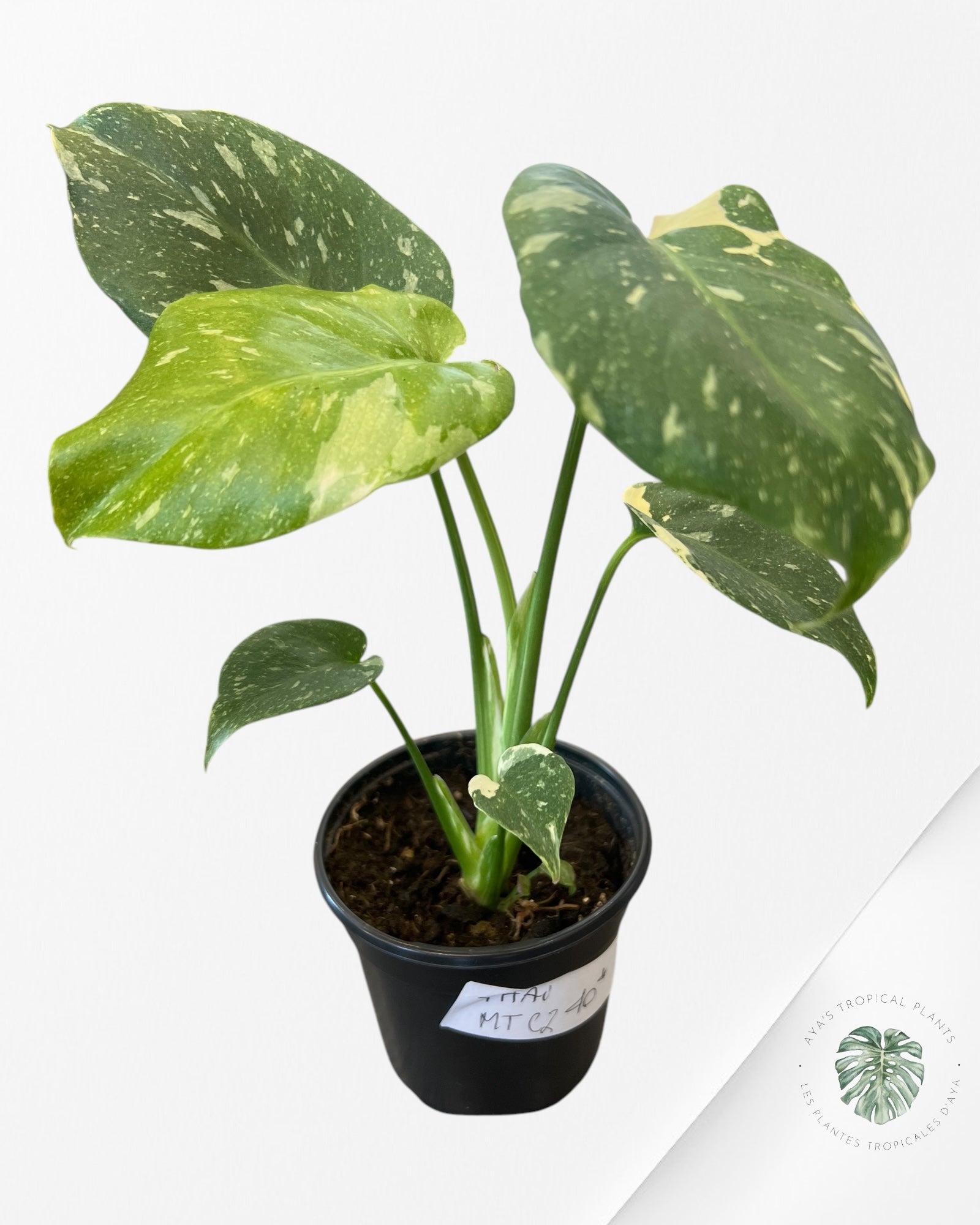 Constellation Monstera Thai-MTC2