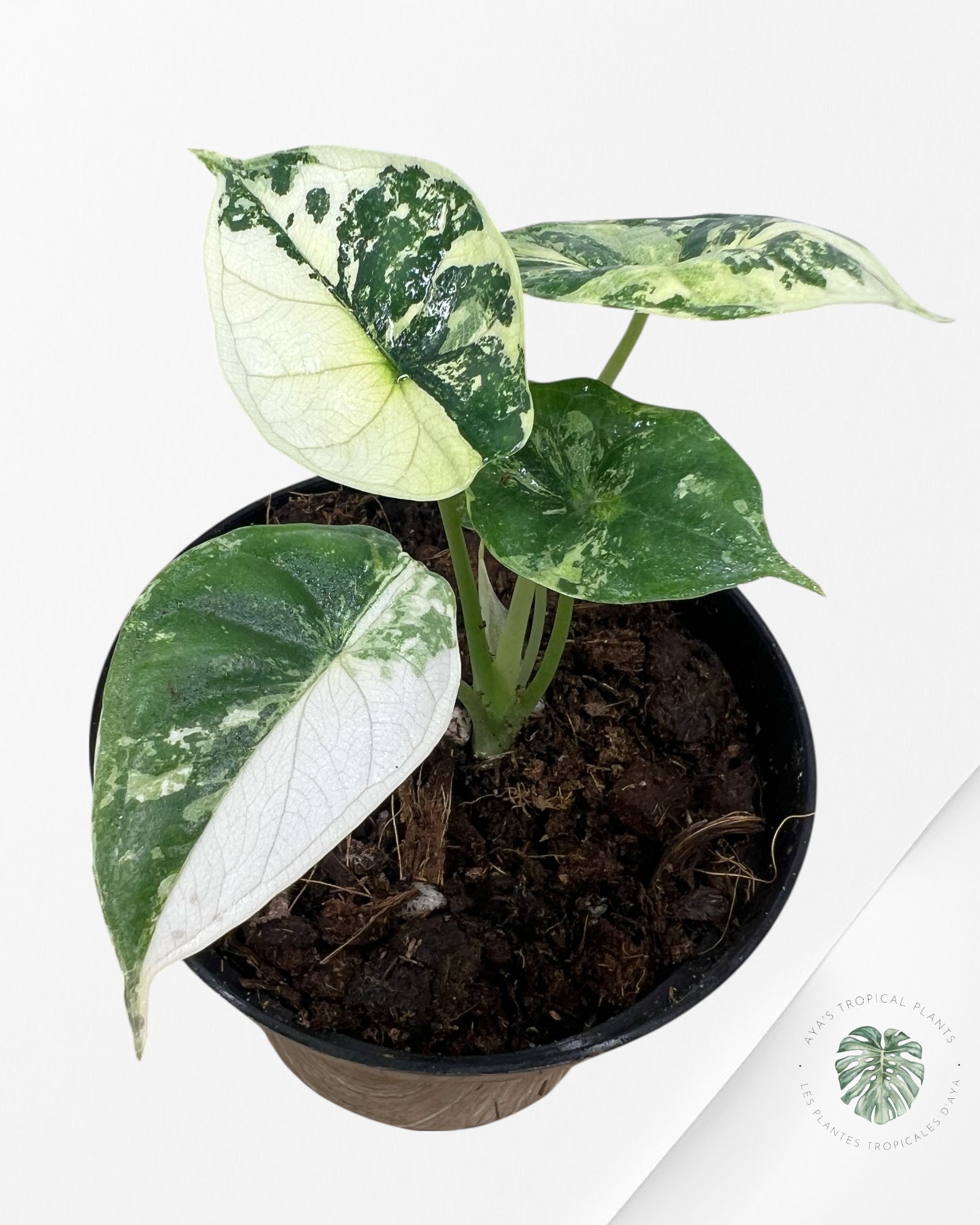 Alocasia baginda ' Dragon Scale’ variegated - F3