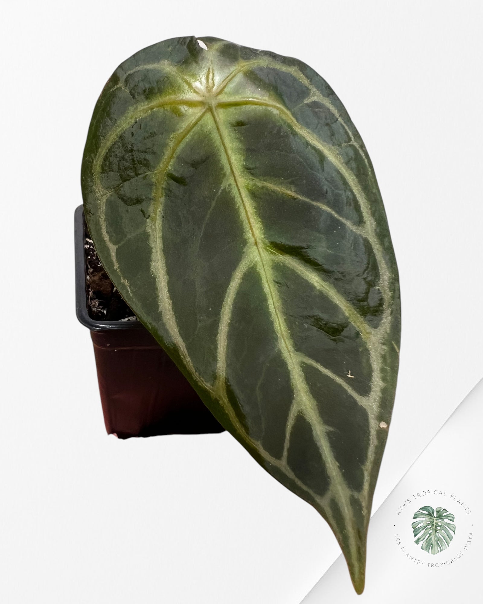 Anthurium Redman - 02