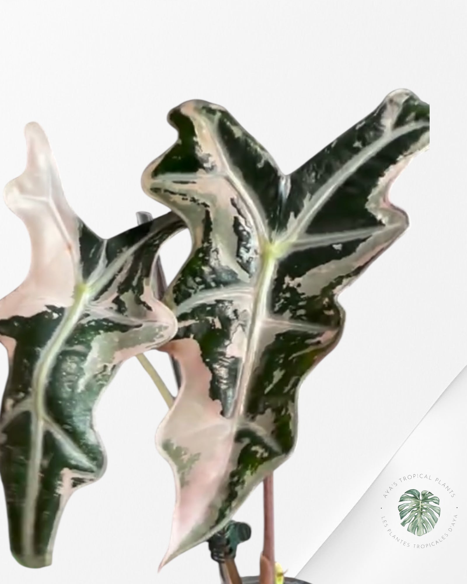 Alocasia Nobilis Albo Variegated - 0