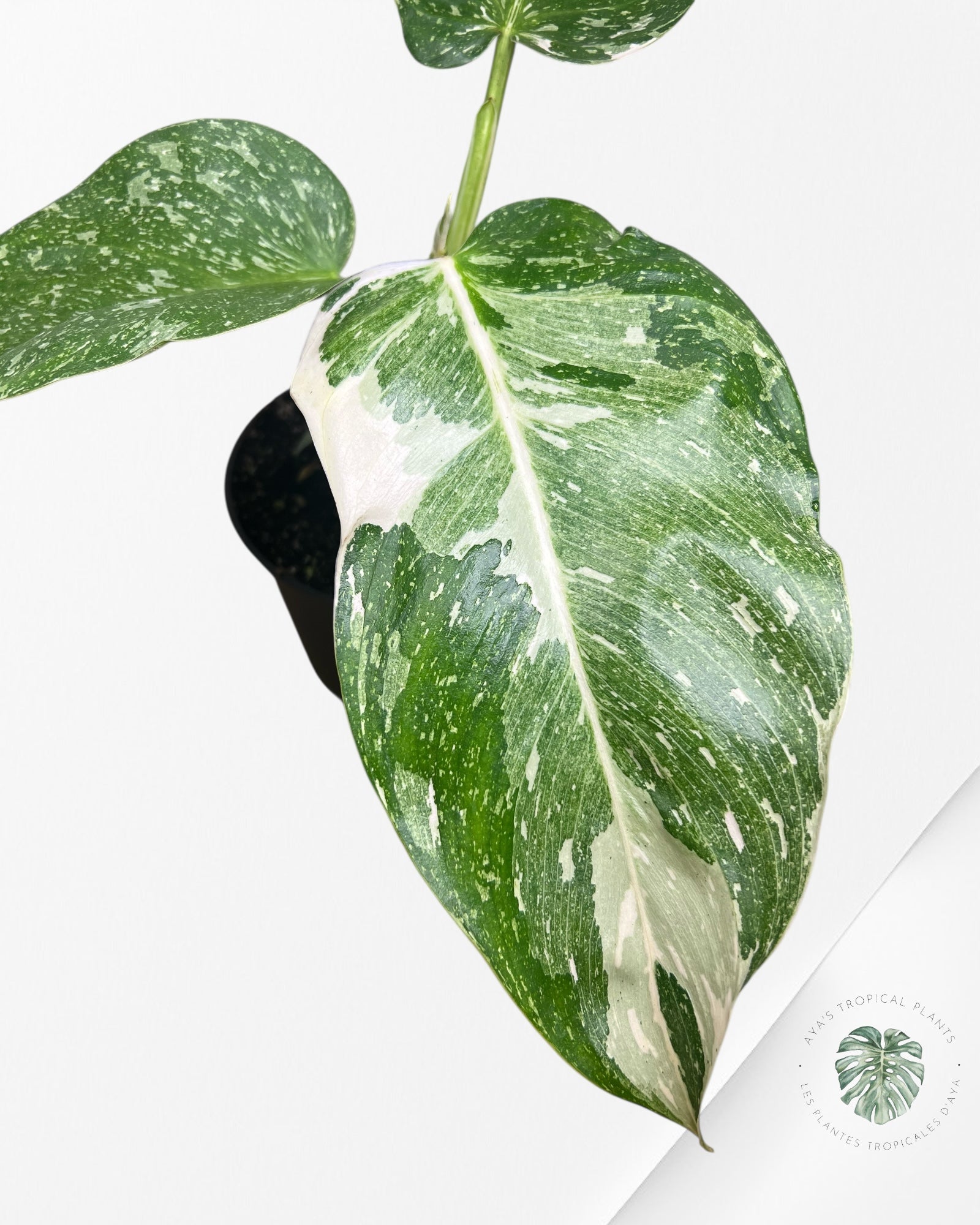Philodendron Jose Buono - 103