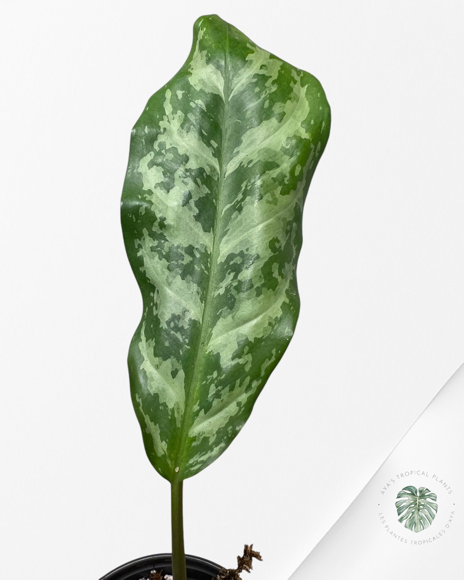 Aglaonema Manila Pride - AMP4