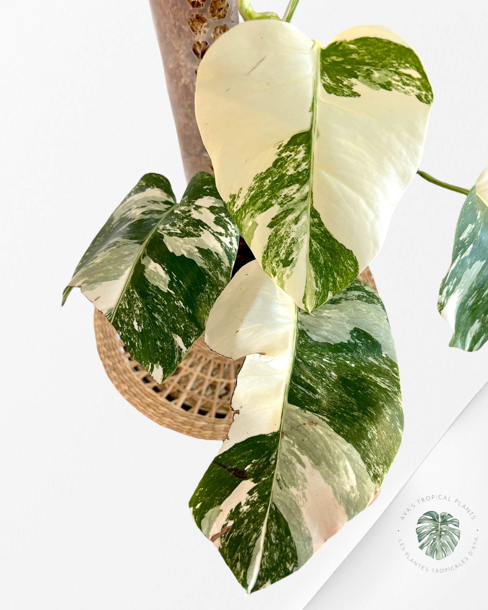 Monstera Borsigiana Albo-JA11