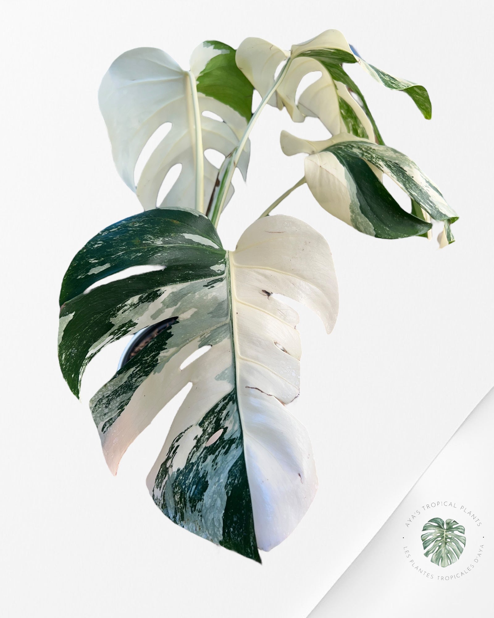 Monstera Borsgina albo - A1 WET STICK