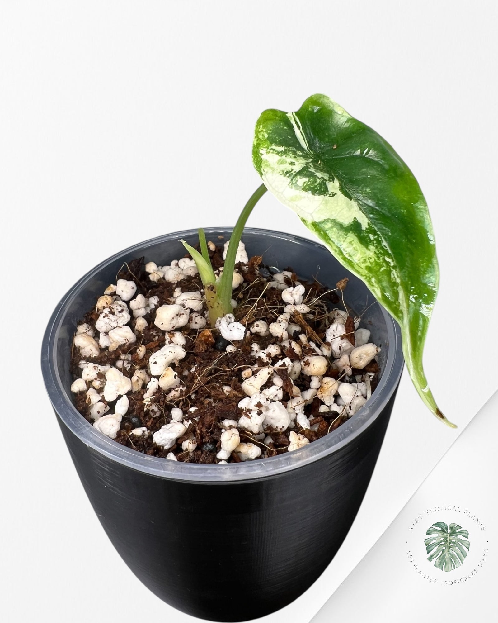 Alocasia Dragon Scale Albo Variegated (A Grade)