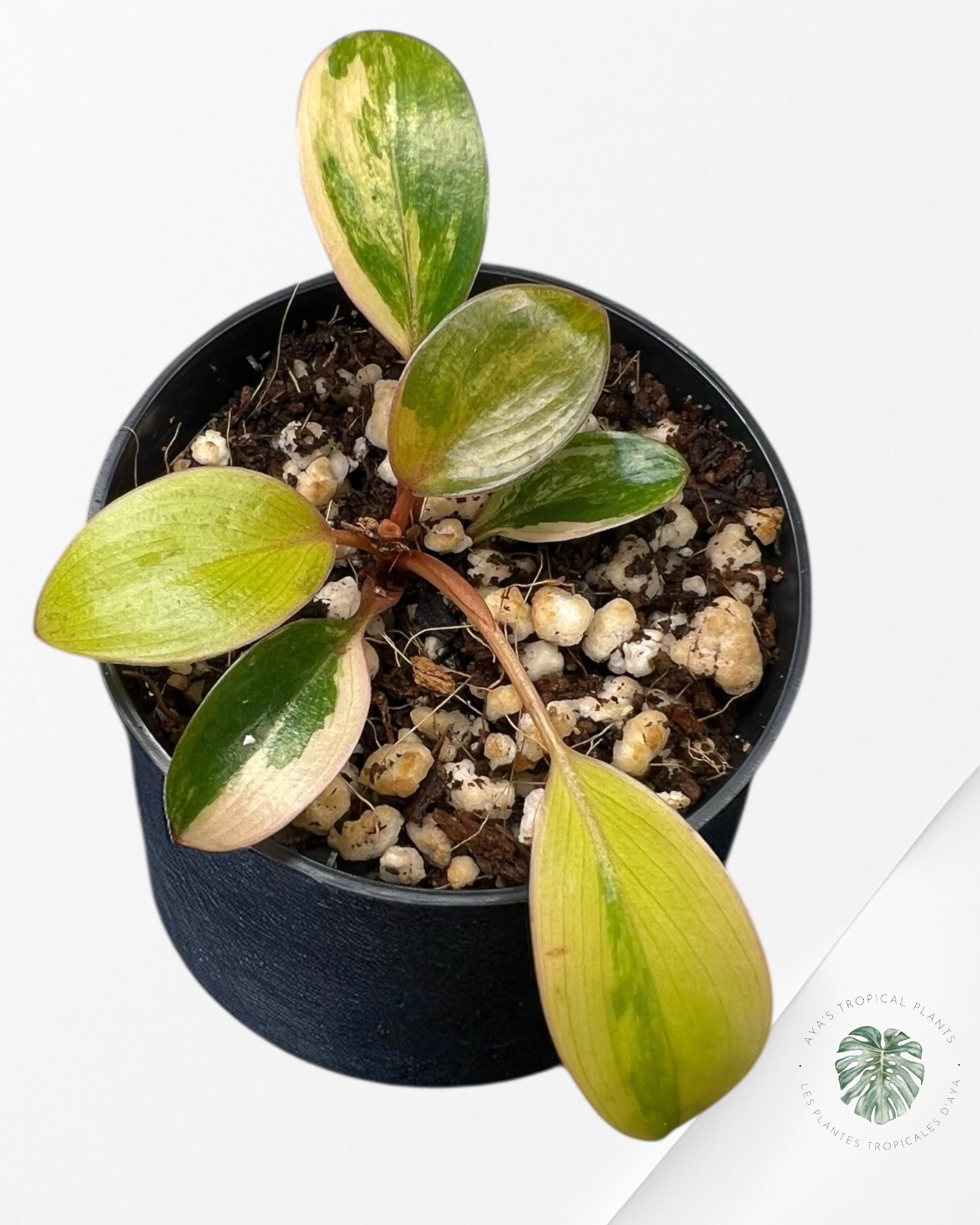 Philodendron Red Congo Variegata-BB