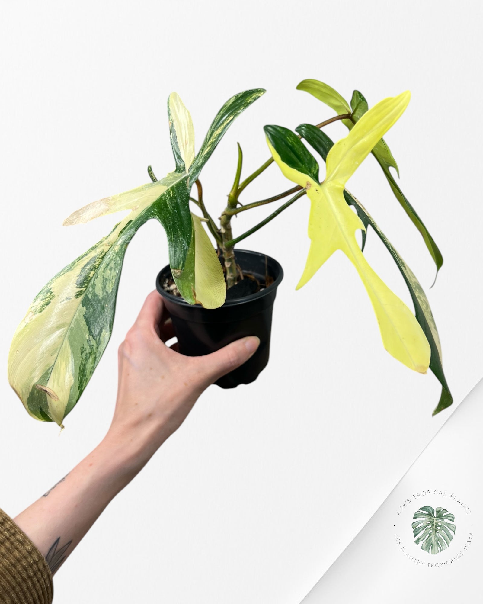 Philodendron Florida Beauty - ME7
