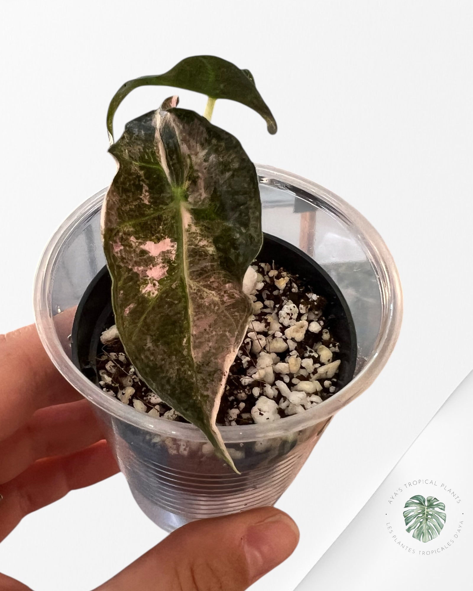 Alocasia Polly Variegata (Pink A Grade）- LU3