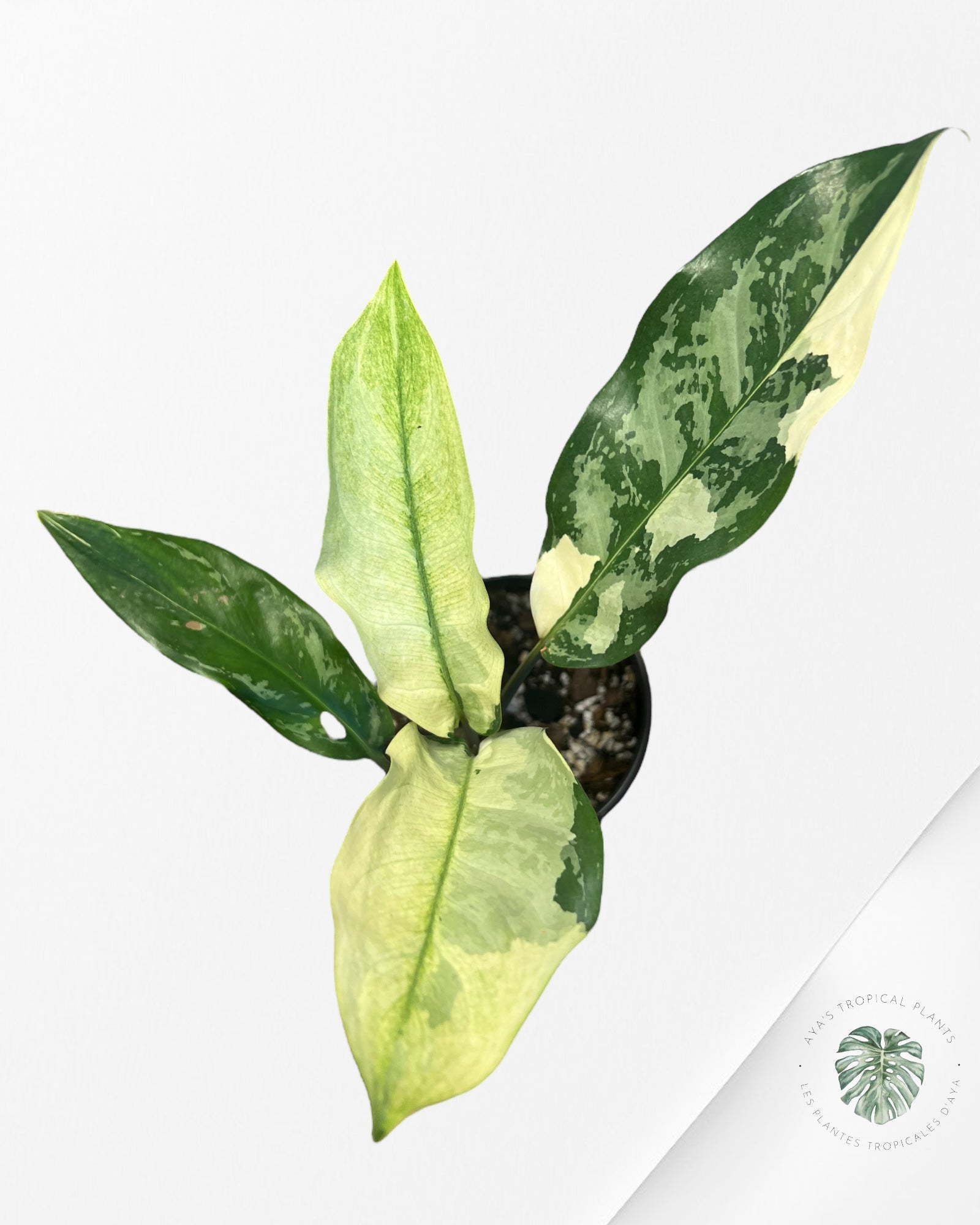 Aglaonema Manila Pride - AMP5