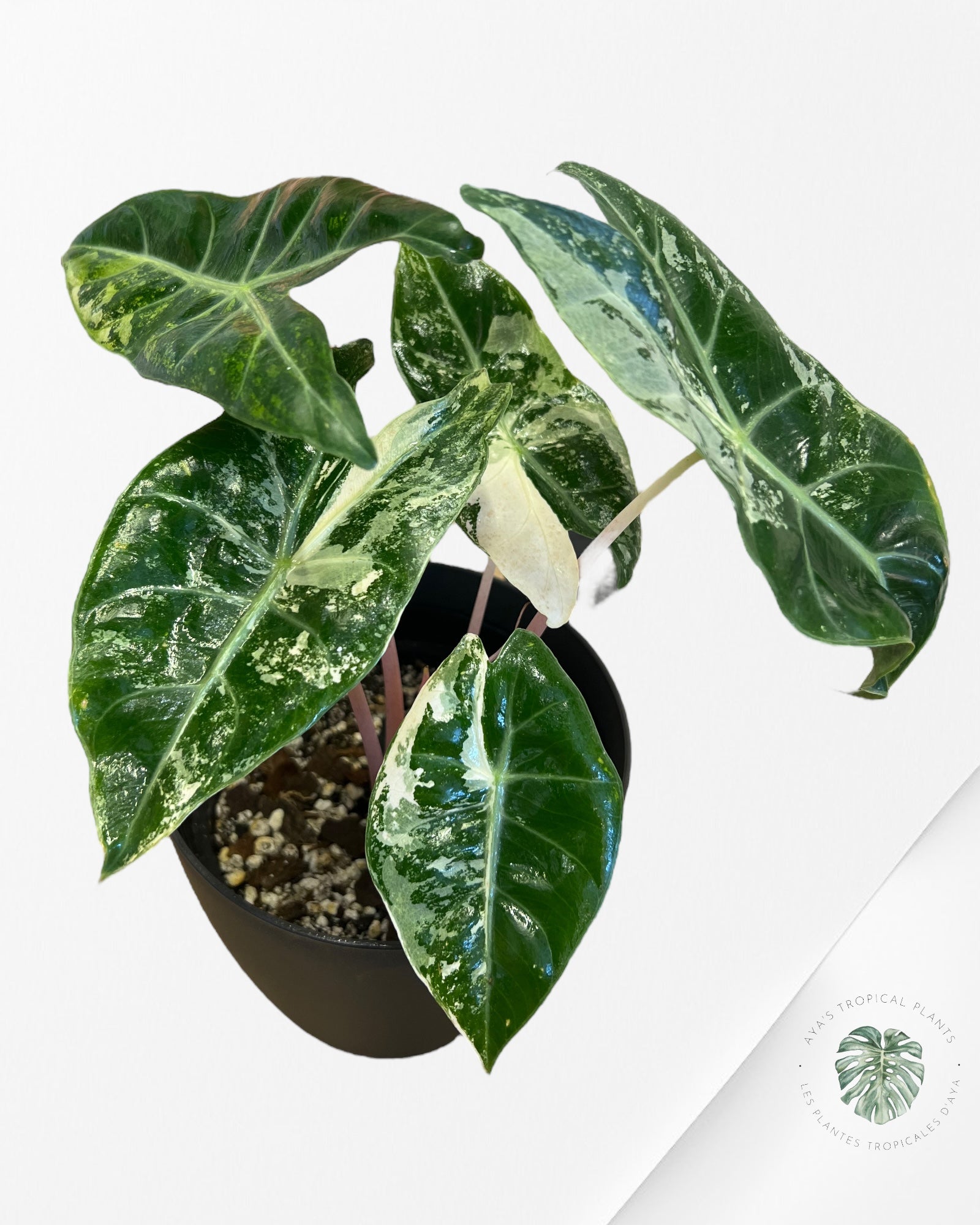 Alocasia 'Nairobi Night' variegated - B