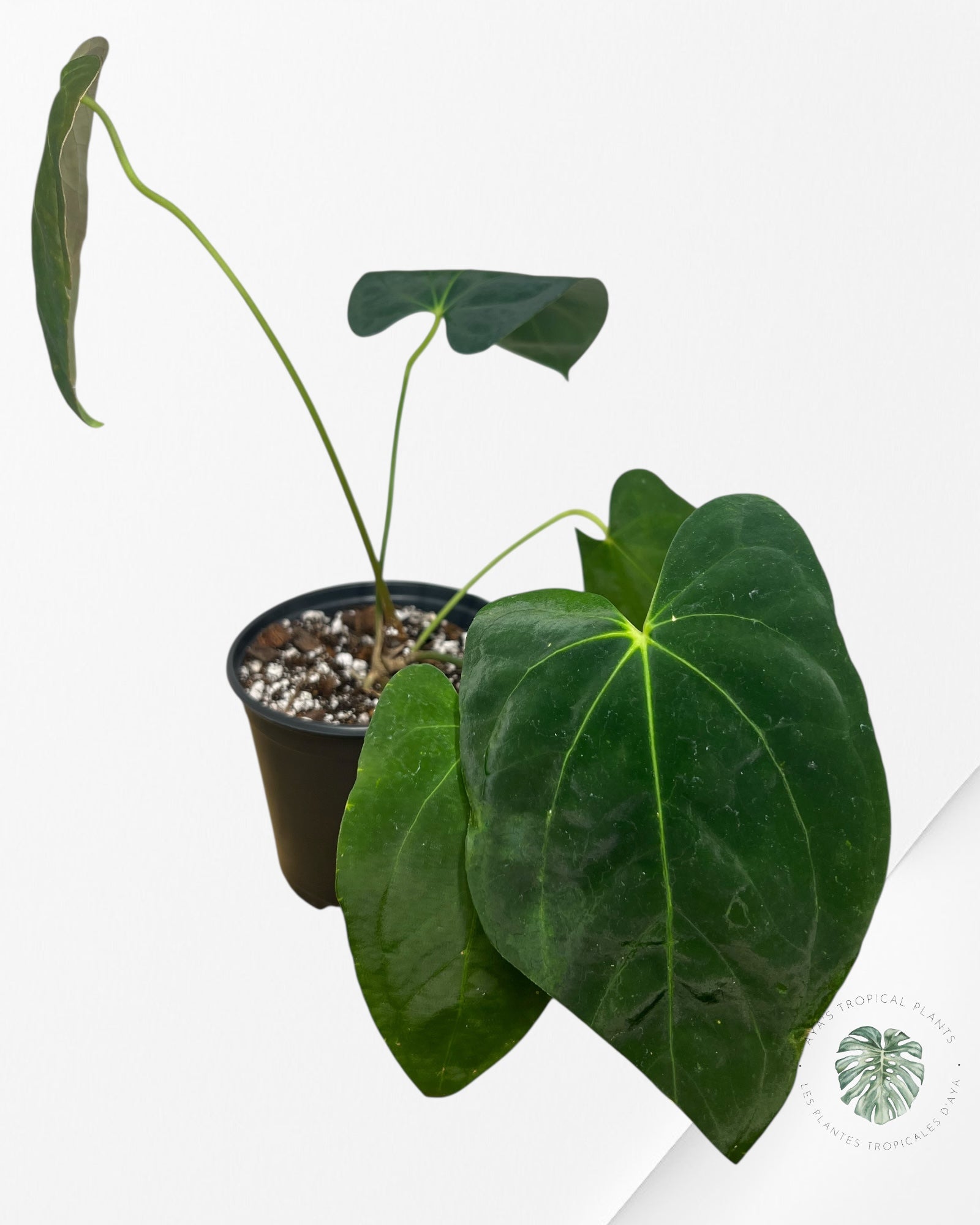 Anthurium 'Ace of Spades' x papillilaminum Fort Sherman'  - AF2