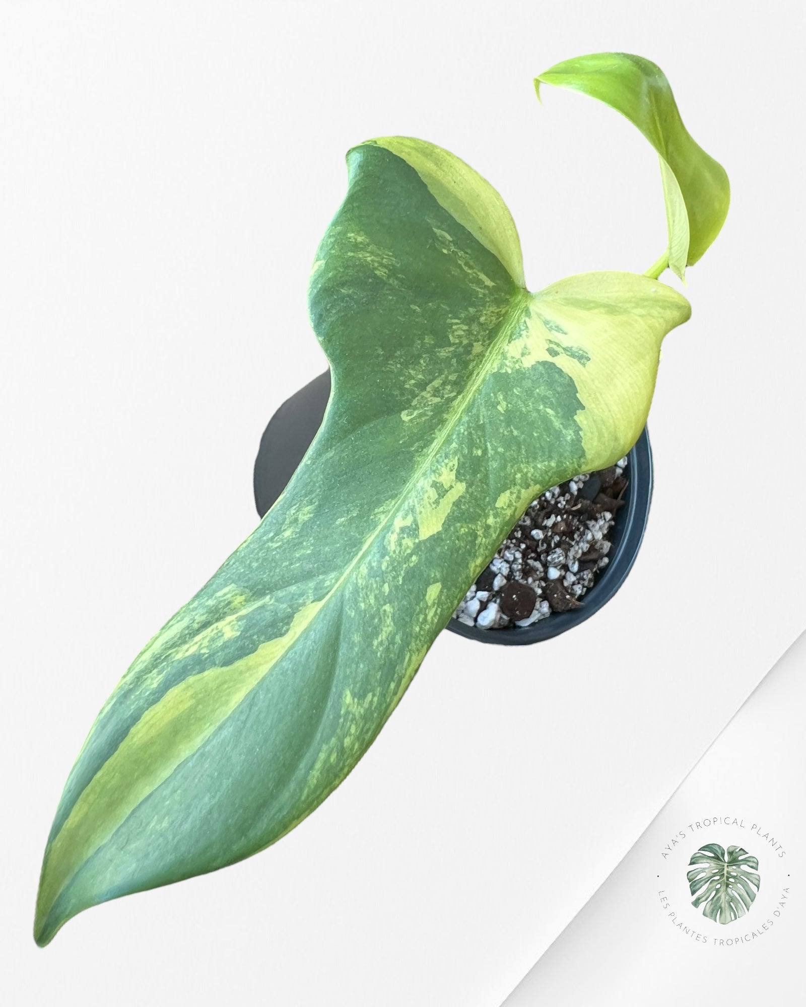 Philodendron violon vg - A