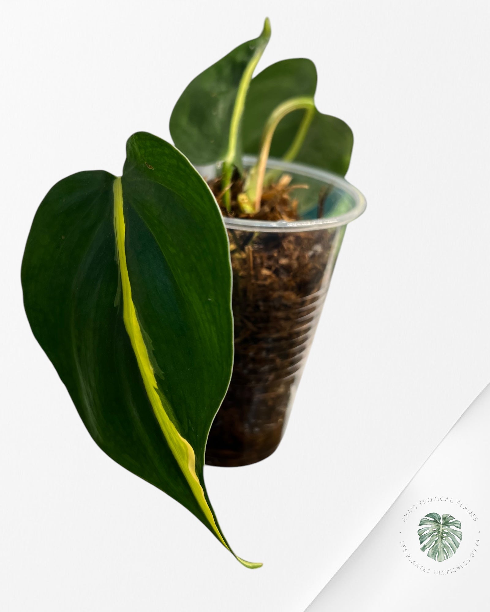 Crème éclaboussée Philodendron - B