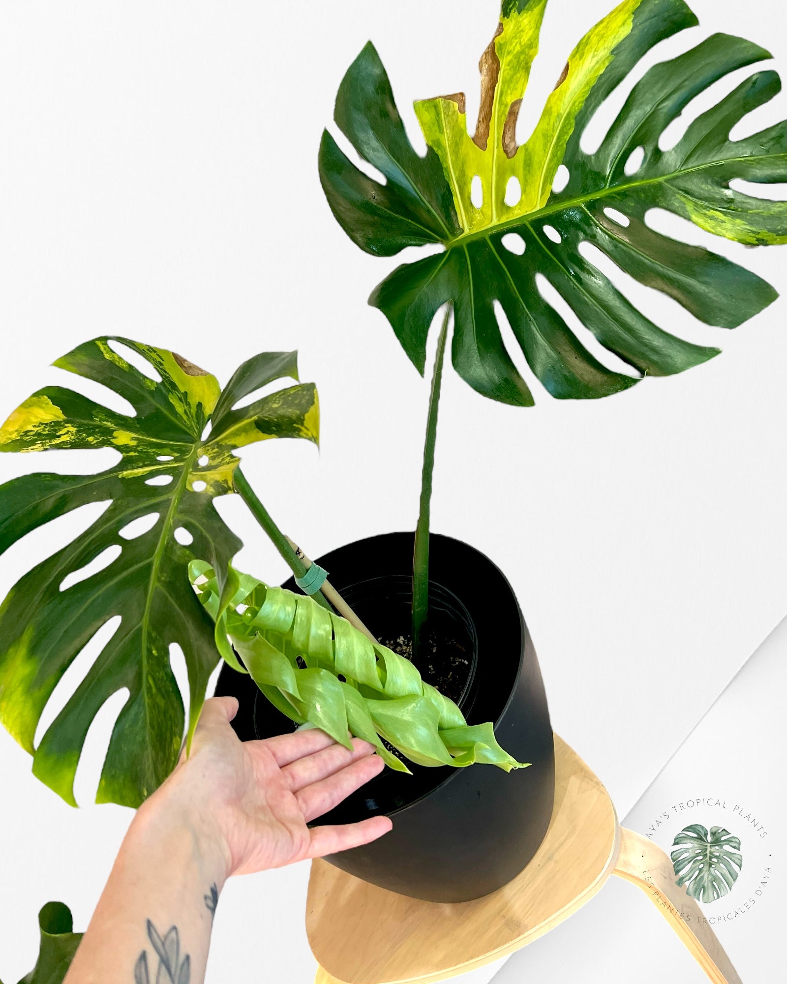 Monstera Deliciosa Orange - MO1
