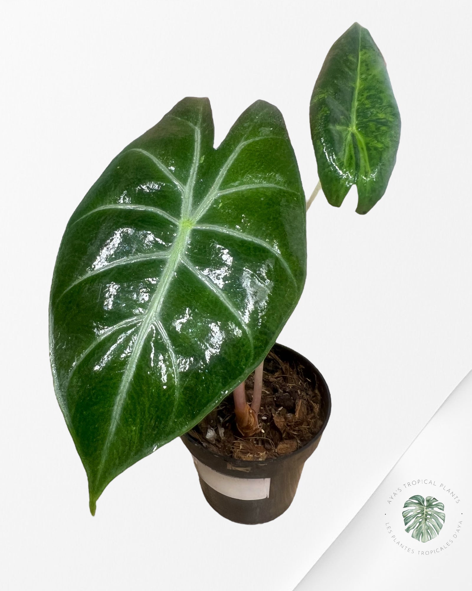Alocasia 'Nairobi Night' panaché - PU25
