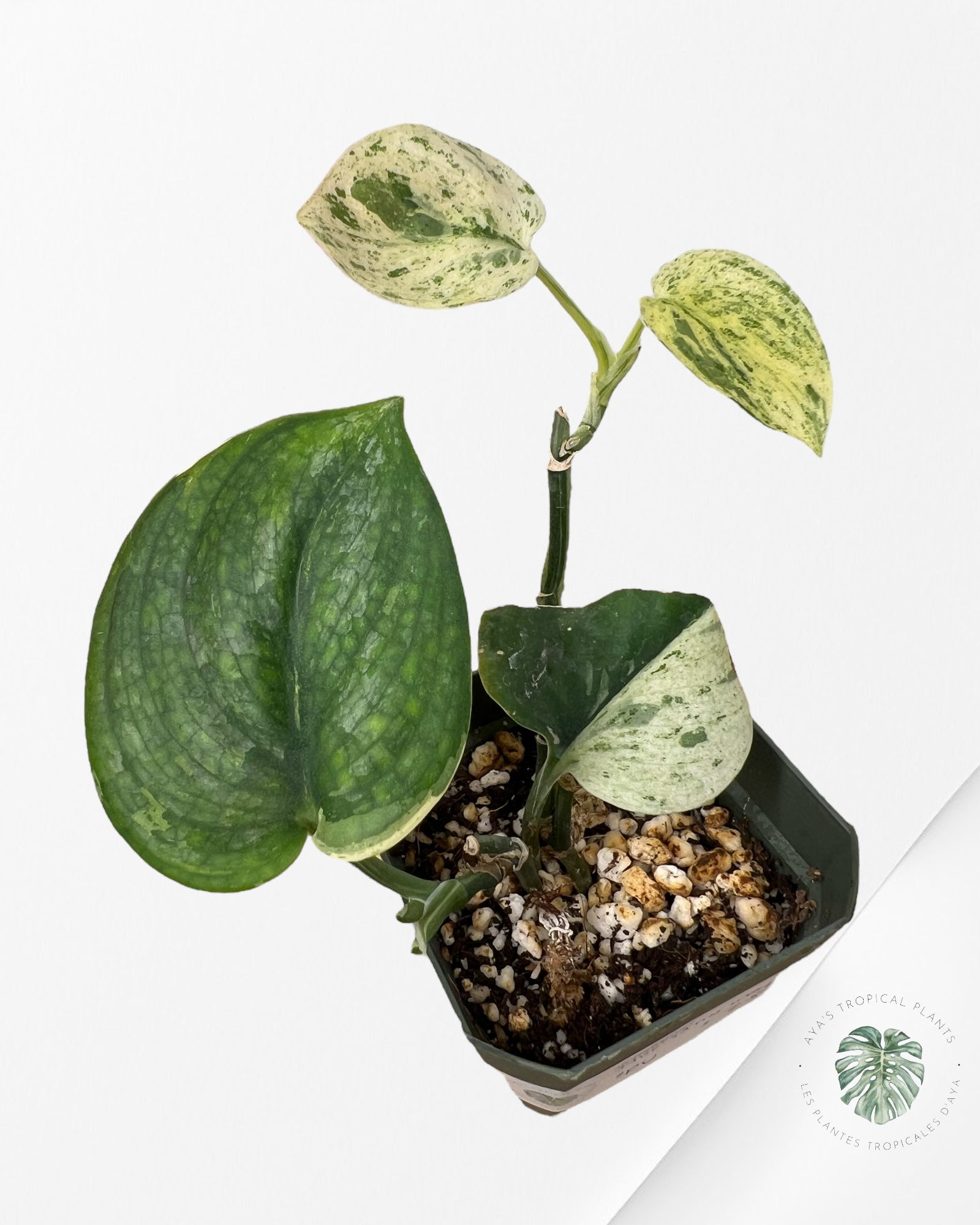 Scindapsus Jade Satin Marble - PU