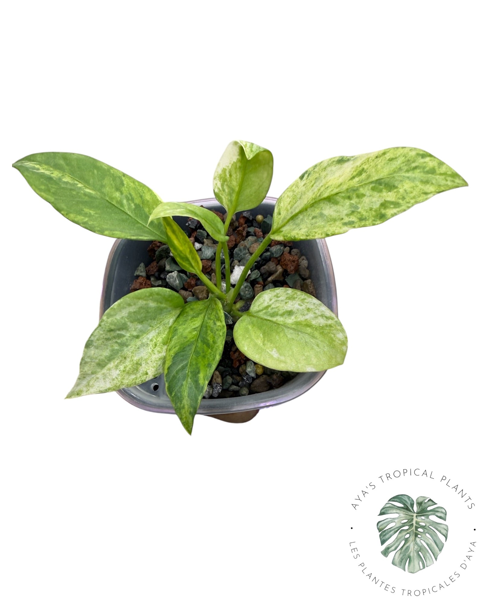 Anthurium Vittarifolium panaché