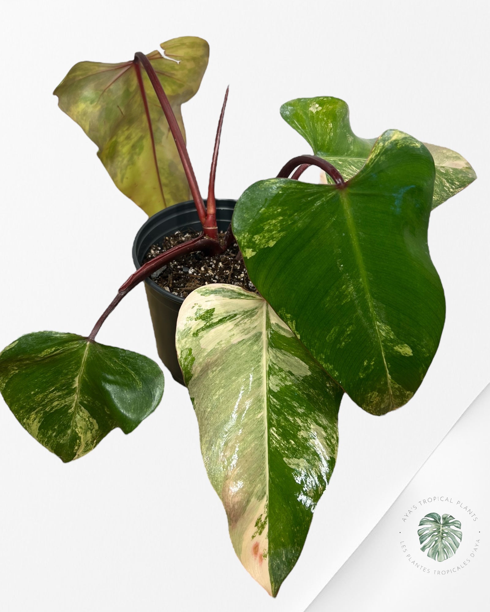 Philodendron Strawberry Shake - ME6