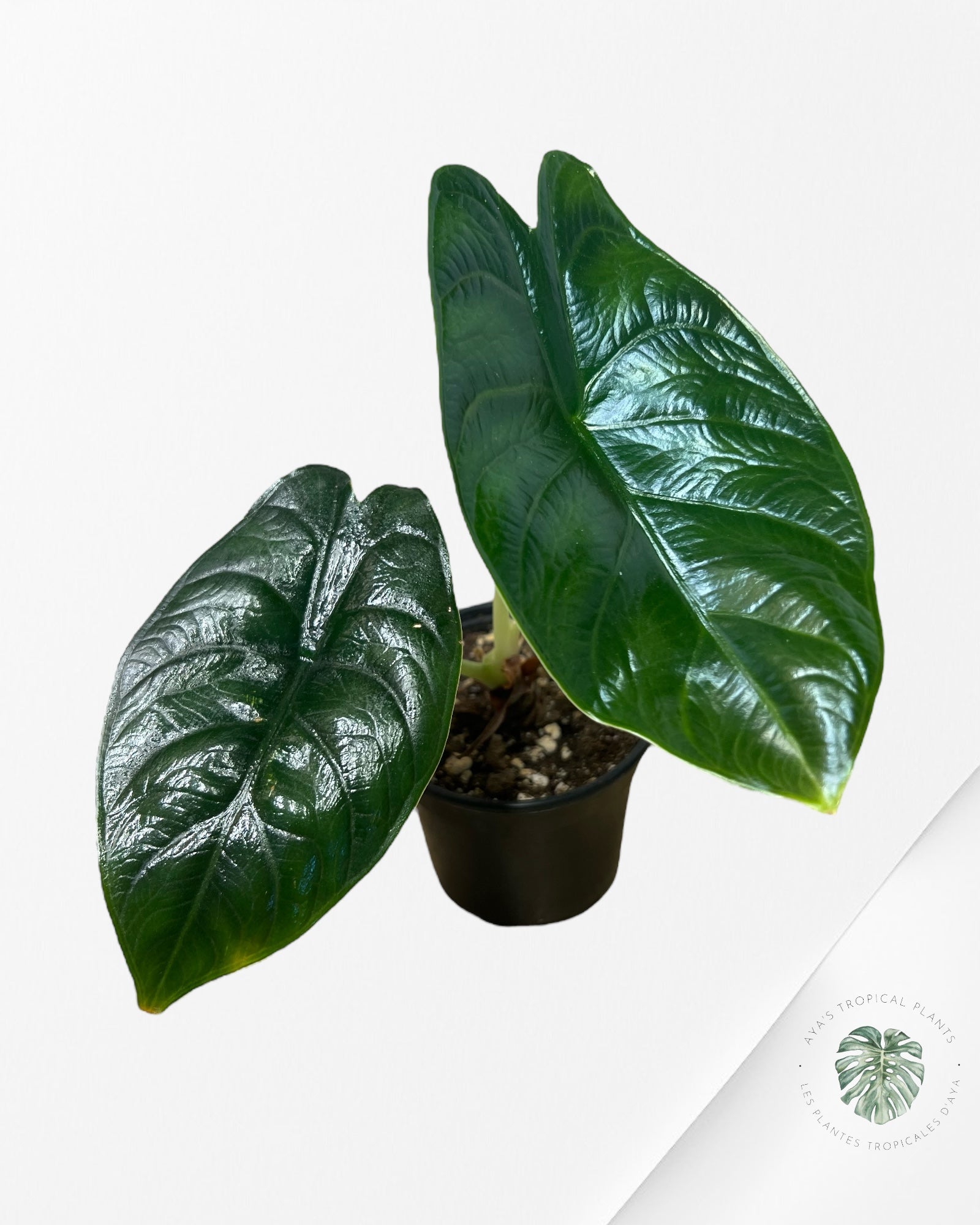 Alocasia Green Unicorn - V7