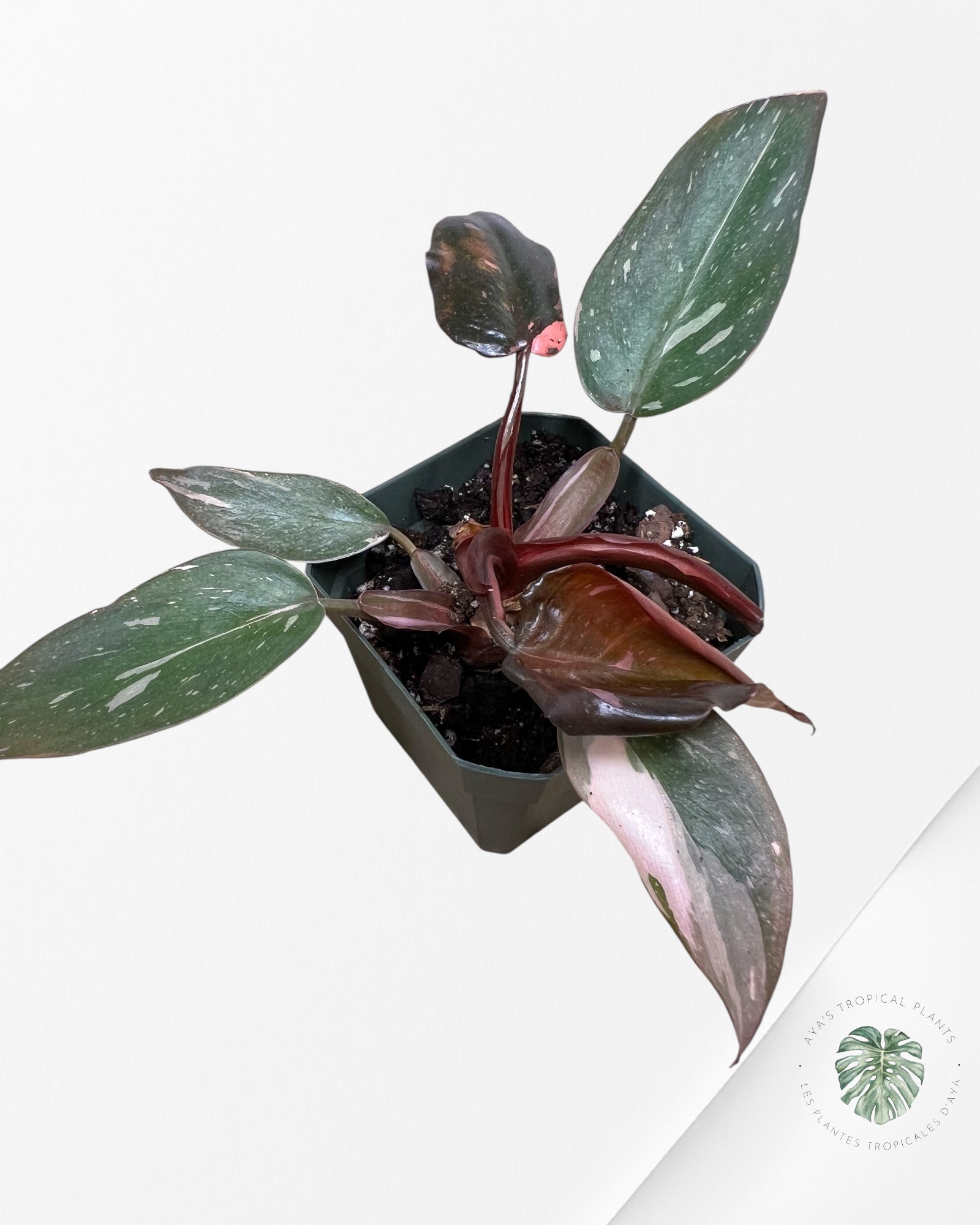 Philodendron Pink Princess Marble-L