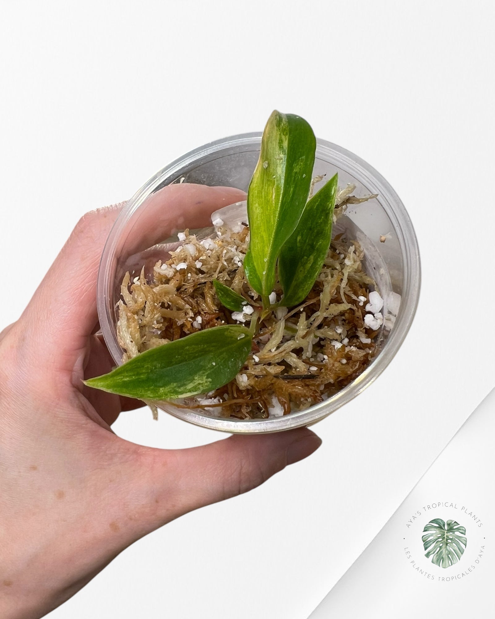 Philodendron caramel marble - M1