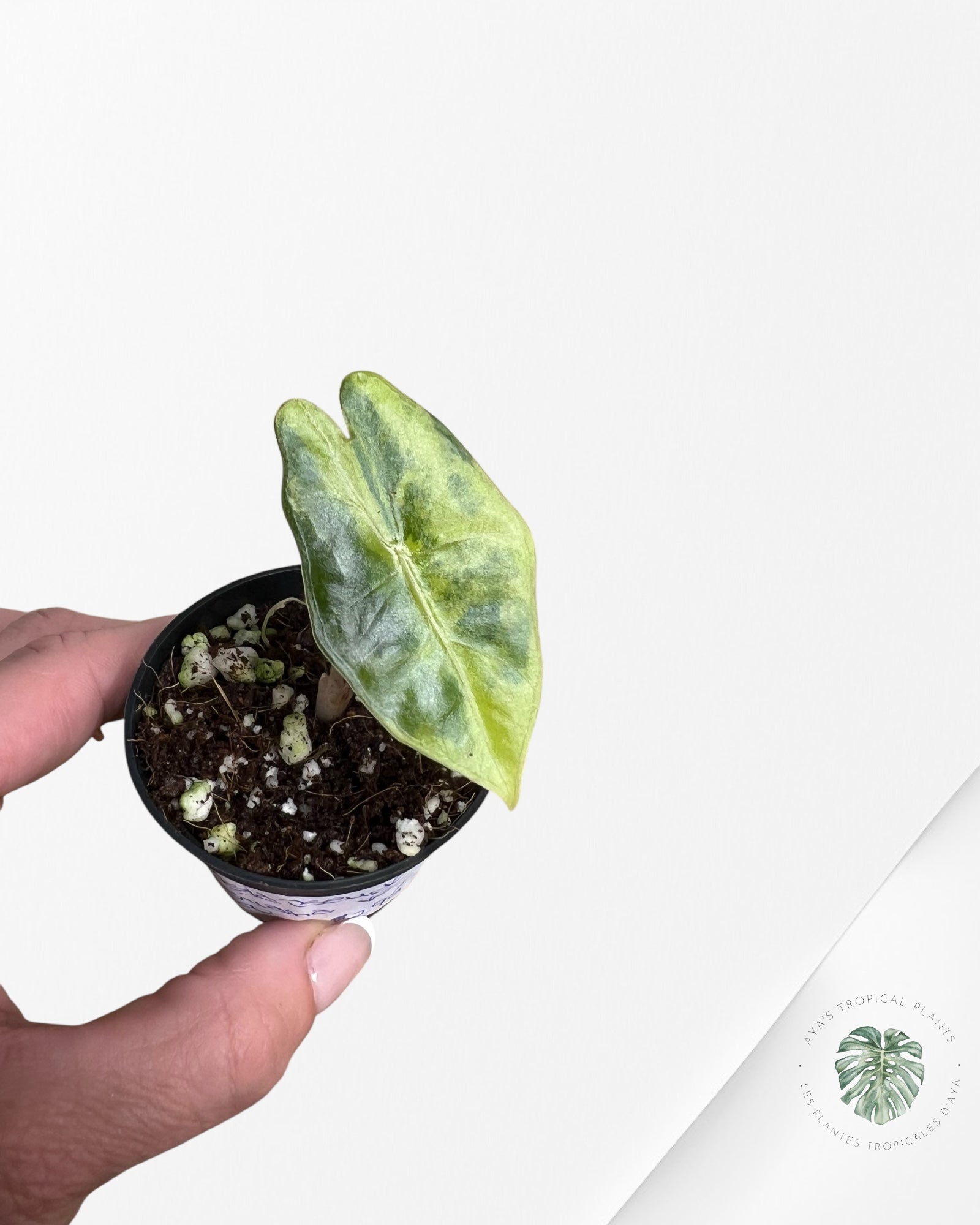 Alocasia Pseudo Sanderiana Variegated (Aurea) - P72