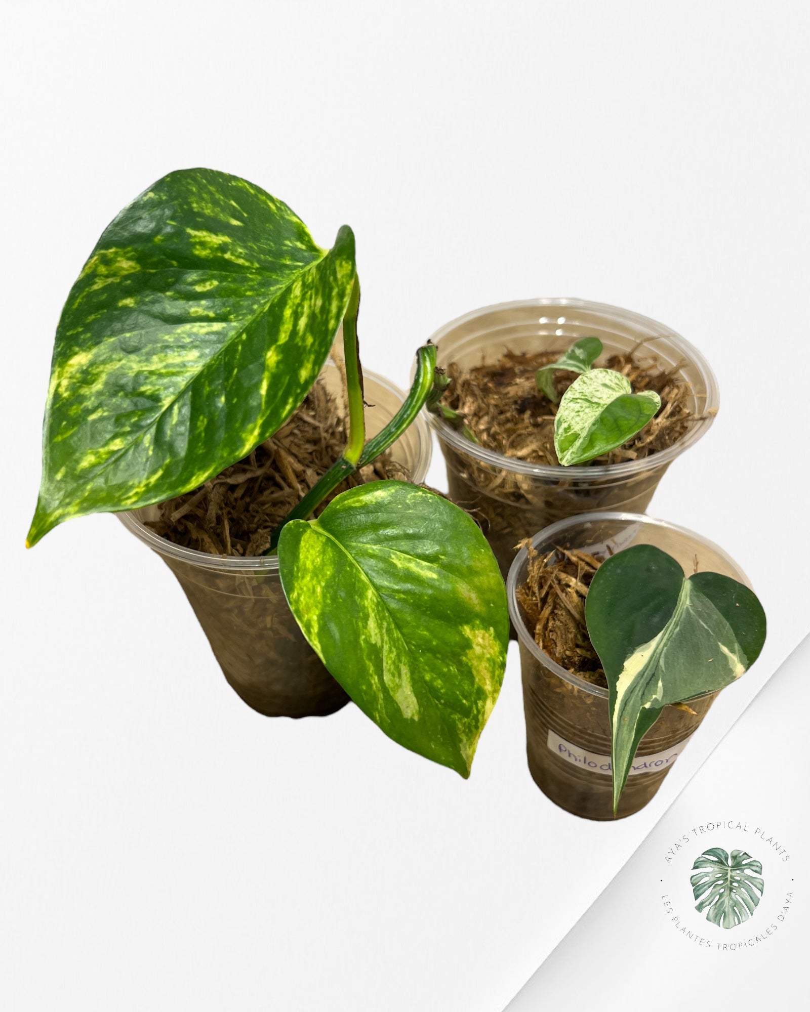 Trio Philodendron Rio&amp;Epipremnum Pinnatum Albo&amp;Pothos Hawaïen