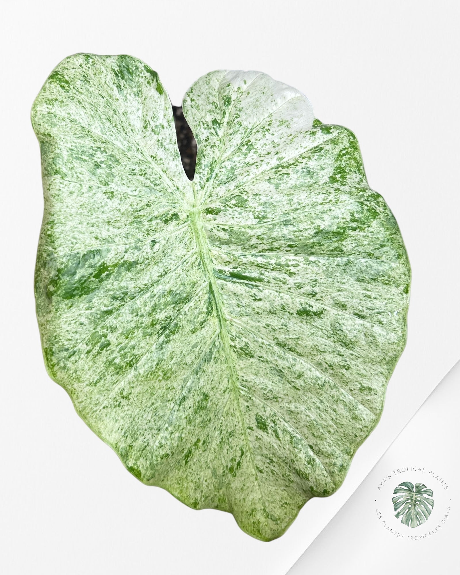 Alocasia Macrorrhiza Splash -SPD