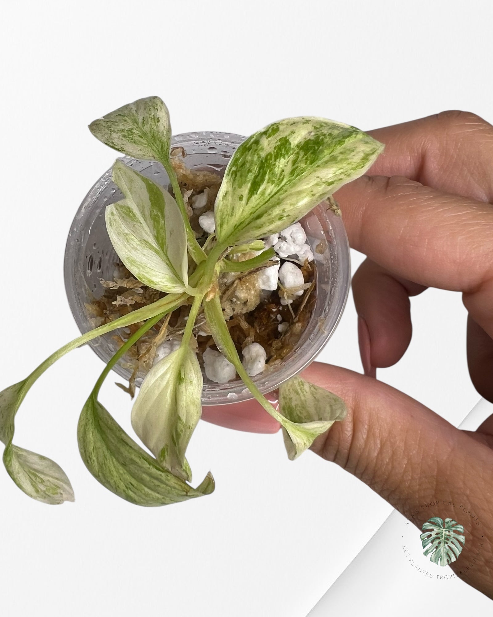 Homalomena rubescens "Mint" variegated  - TC17