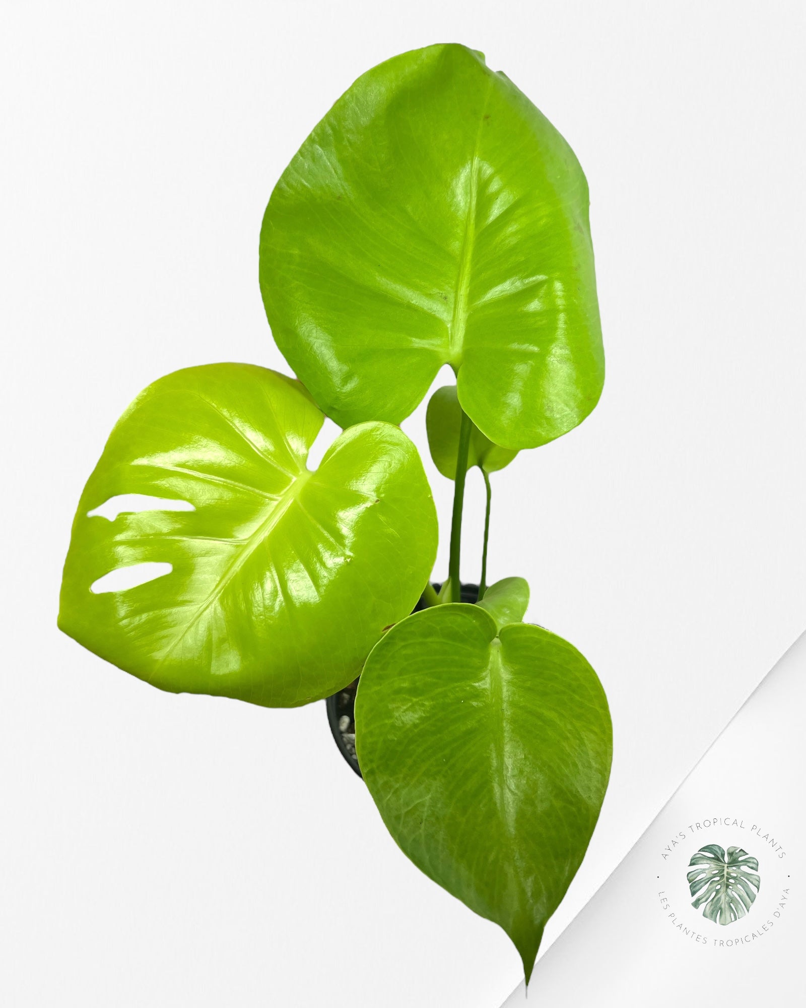 Monstera deliciosa 'Lemon Lime' - F5