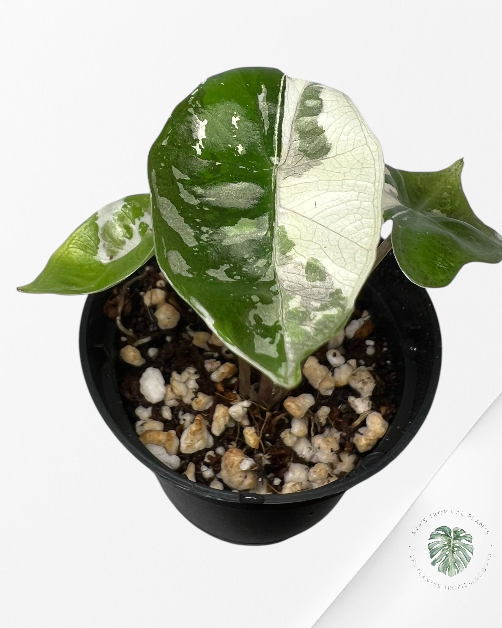 Alocasia Pseudo Sanderiana Albo/Pink