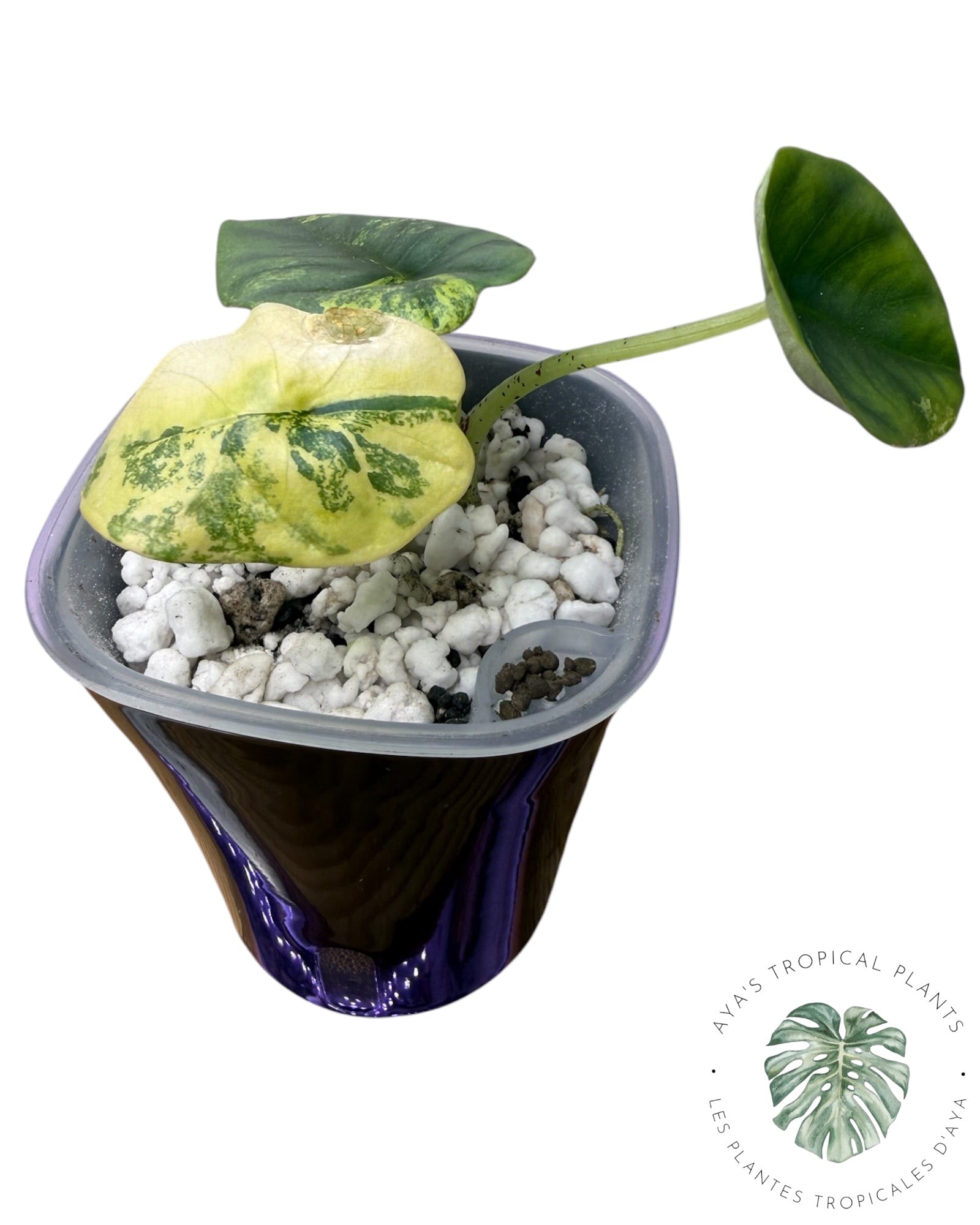 Alocasia Nebula Aurea Variegated