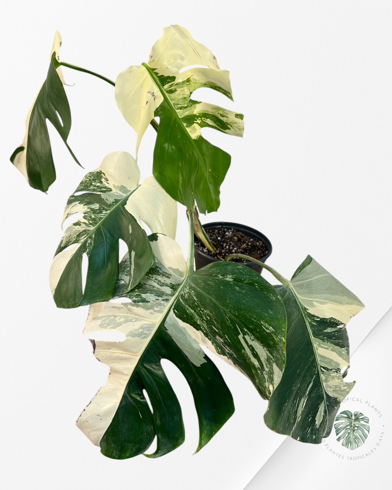 Monstera Borsigiana Albo-JA25