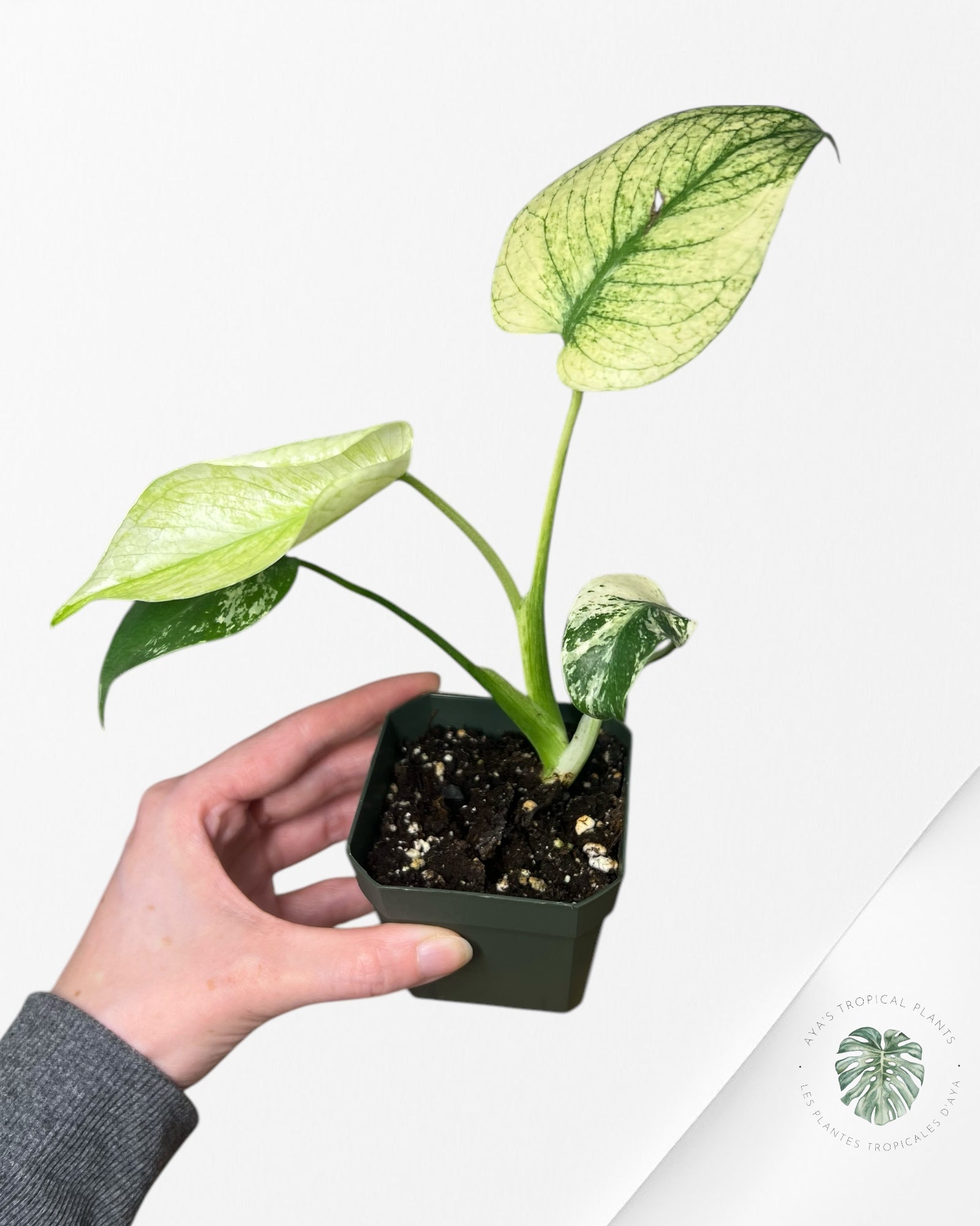 Monstera White Monster - SA6
