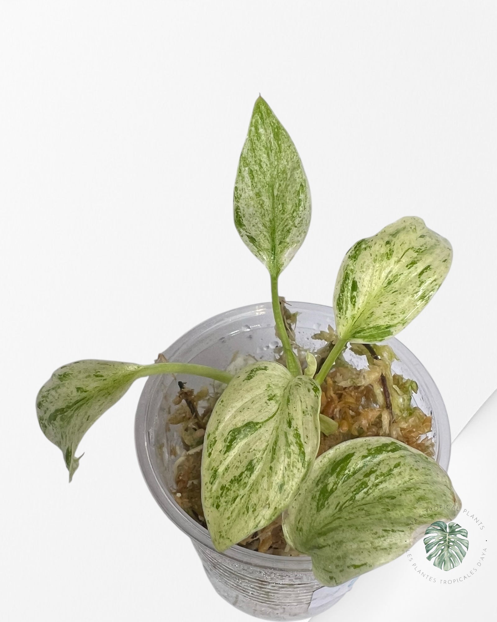 Homalomena rubescens "Mint" variegated  - TC2