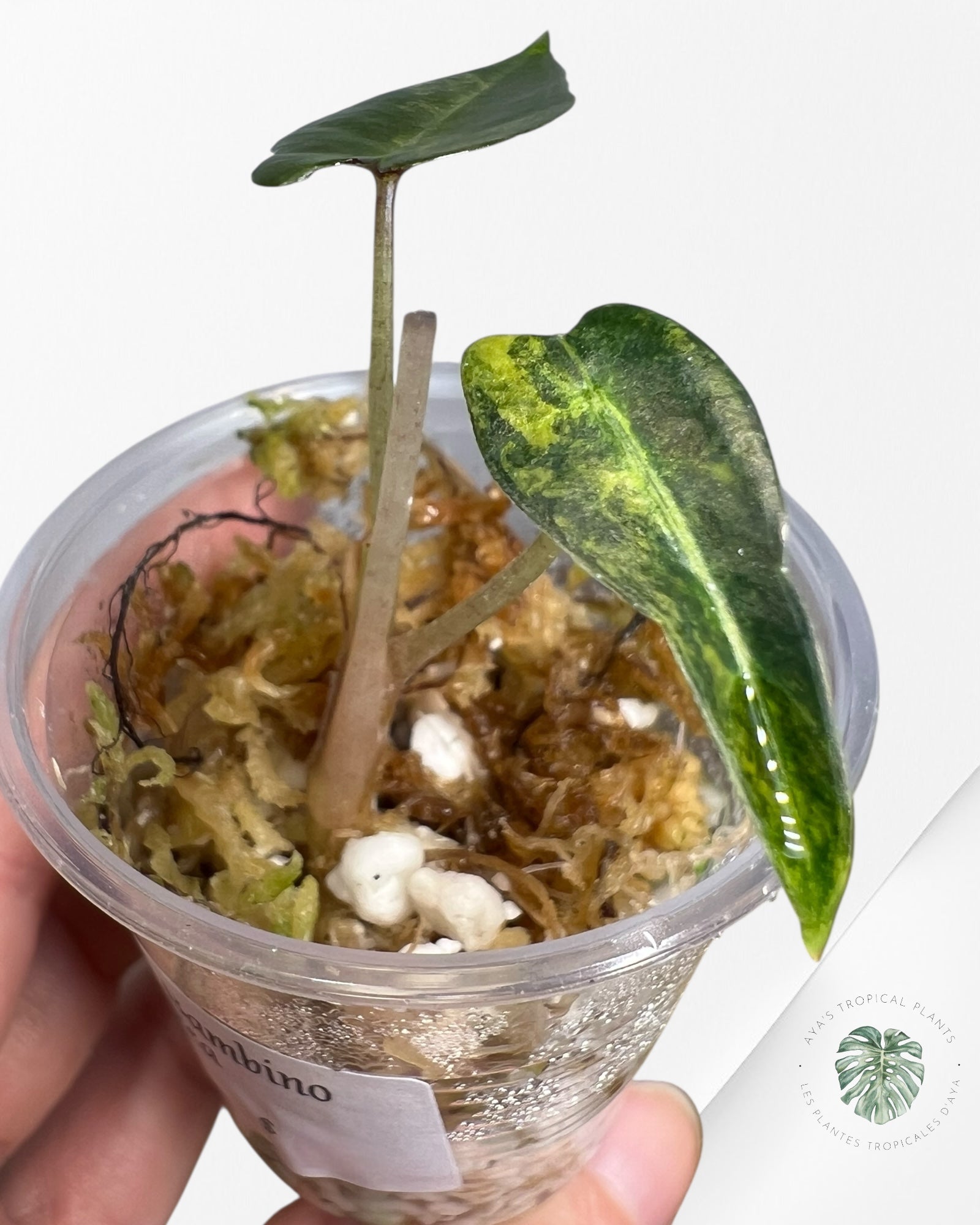 Alocasia Bambino Variegated (Aurea) - TC14