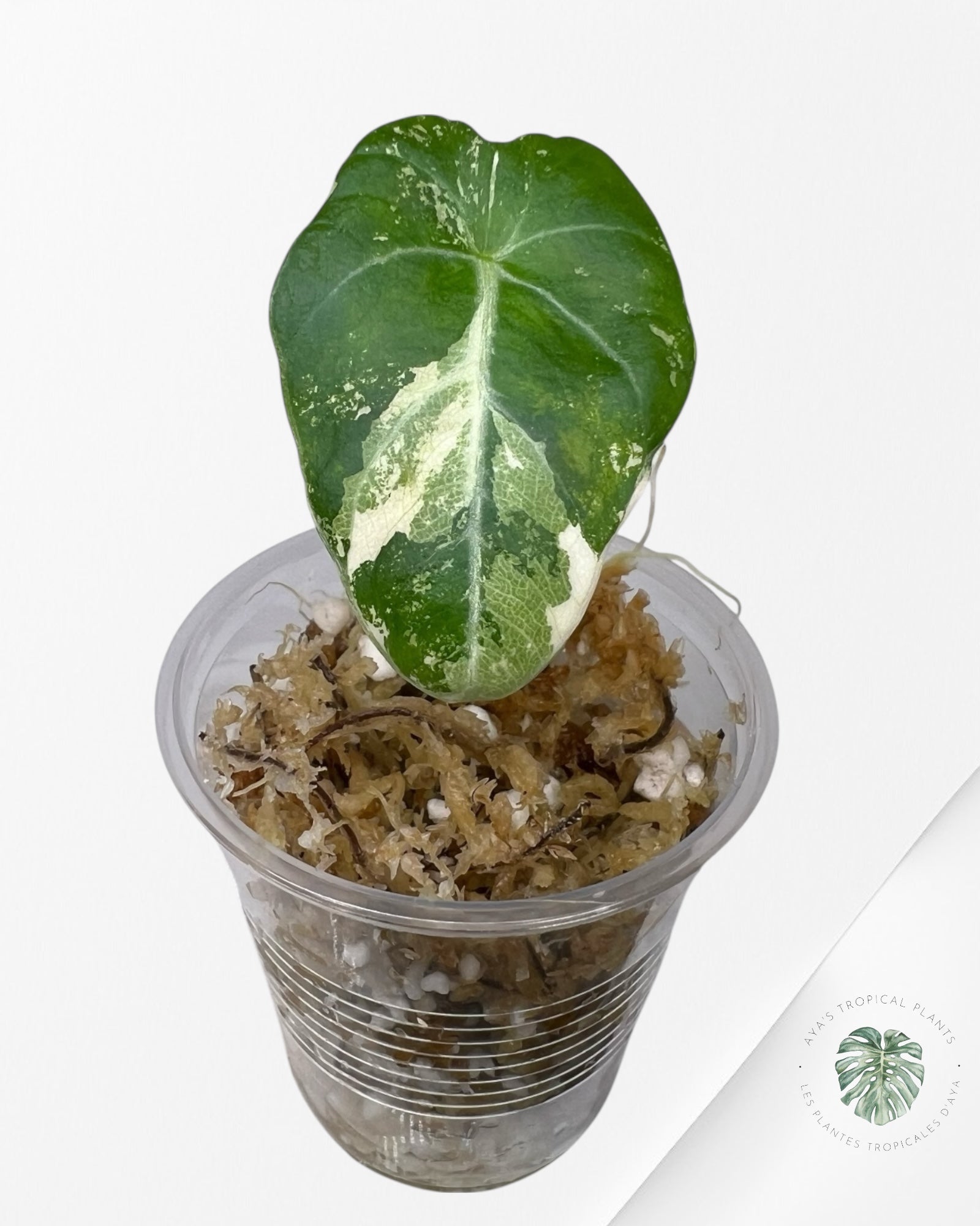 Alocasia Black Velvet Pink Variegated -22