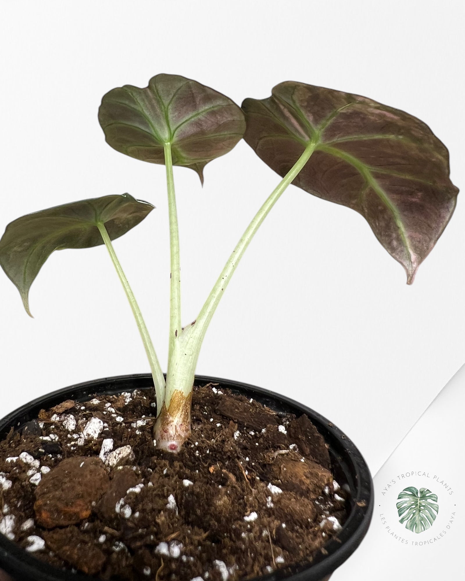 Alocasia Black Velvet Pink-G