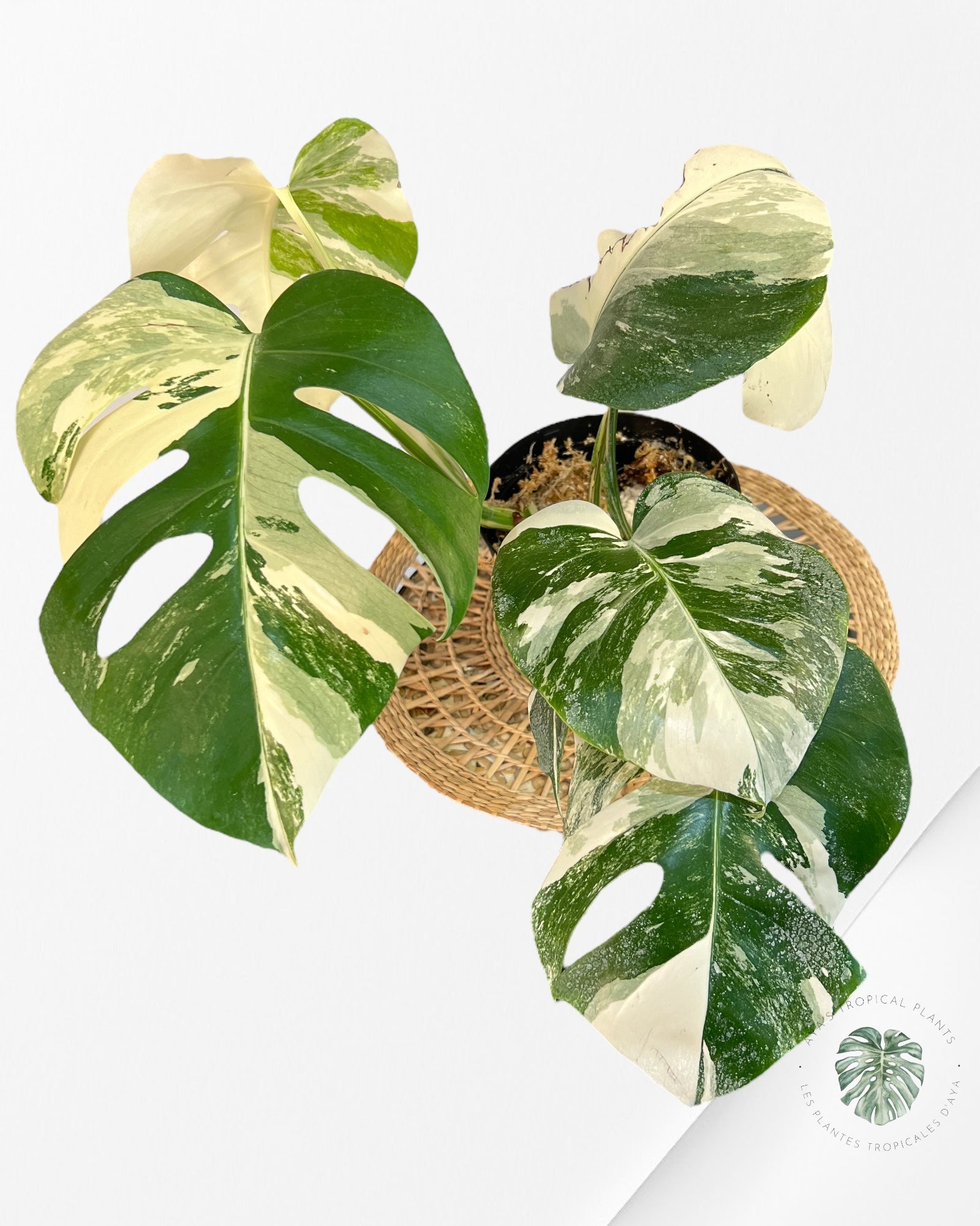 Monstera Borsigiana Albo-JA6