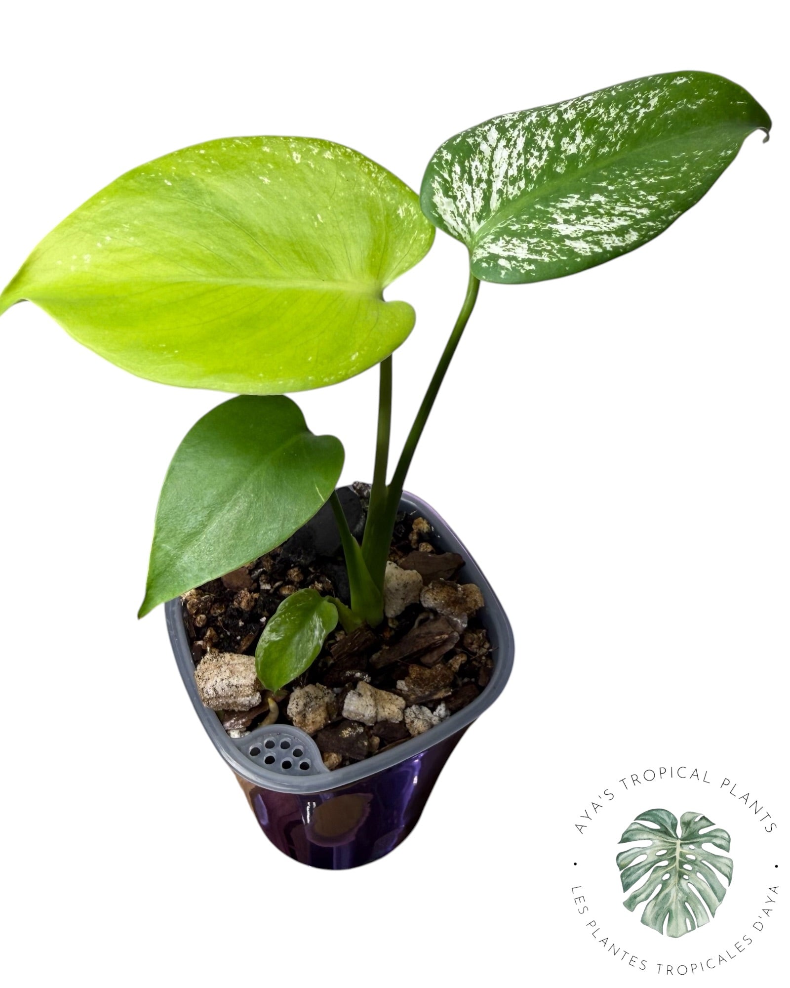 Monstera Deliciosa 'Devil Monster'