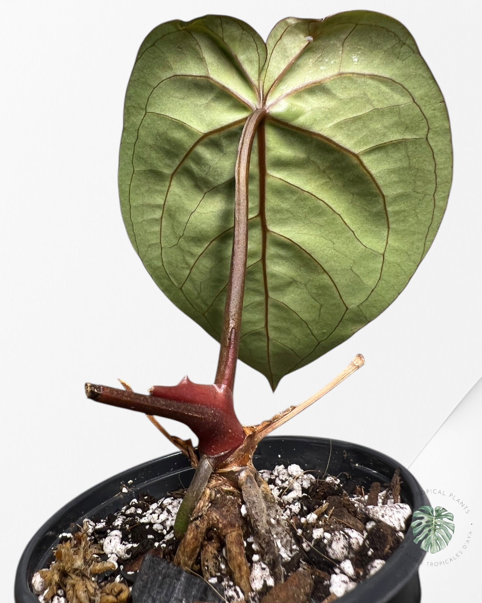 Anthurium Redman - 04